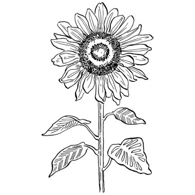 Ayçiçeği. Çiçekli botanik çiçeği. İzole illüstrasyon elementi. Arkaplan, doku, ambalaj deseni, çerçeve veya kenar çizimi için vektör el.