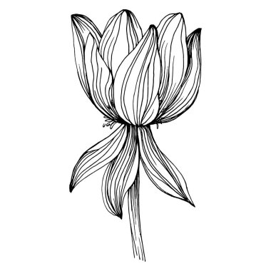 Nilüfer çiçeği. Çiçekli botanik çiçeği. İzole illüstrasyon elementi. Arkaplan, doku, ambalaj deseni, çerçeve veya kenar çizimi için vektör el.