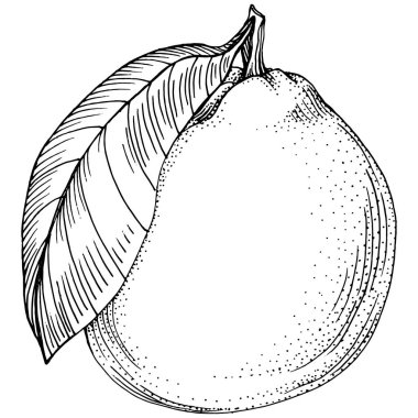 Mandarin Sketch Turunçgil Meyve Dekorasyonu. El yapımı Portakal Botanik Çizimleri. Beyaz arka planda izole edilmiş siyah beyaz çizgili sanat eserleri. 