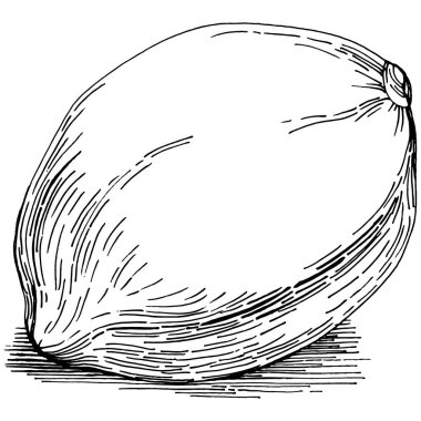 Kiwi Sketch narenciye meyve süslemesi. El Çizimi Kivi Botanik Çizimleri. Beyaz arka planda izole edilmiş siyah beyaz çizgili sanat eserleri. 