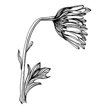 Kasımpatı elle çizilmiş. Çiçek dövmesi sanat tarzında detaylı. Çiçek dövmesi konsepti. Beyaz arka planda siyah beyaz klipsli sanat. Antika vintage gravür çizimi.