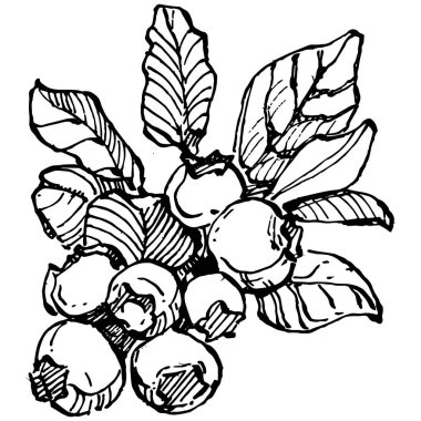 Yabanmersinli el klasik klipsli resim çiziyor. Sanat tarzında detaylandırılmış böğürtlen logosu ya da dövme. Siyah ve beyaz izole edilmiş. Amblem için antika vintage gravür