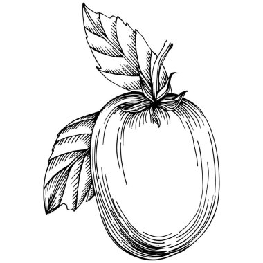 Saksıdaki Ev Bitkisi skeci. İç mekan ya da ofis dekorasyonu için bir asma fabrikada çiçek yetiştirmenin izole bir çizimini yapın. Bahçe çiçeklerinin taşıyıcısı.