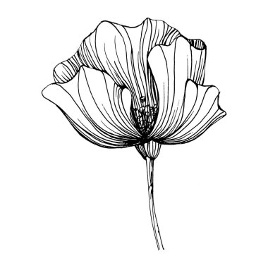 Gelincik çiçeği. Çiçekli botanik çiçeği. İzole illüstrasyon elementi. Arkaplan, doku, ambalaj deseni, çerçeve veya kenar çizimi için vektör el.