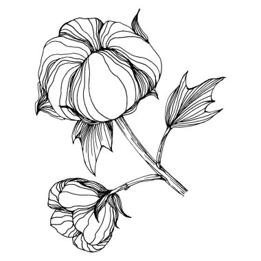 Pamuk çiçeği. Çiçekli botanik çiçeği. İzole illüstrasyon elementi. Arkaplan, doku, ambalaj deseni, çerçeve veya kenar çizimi için vektör el.