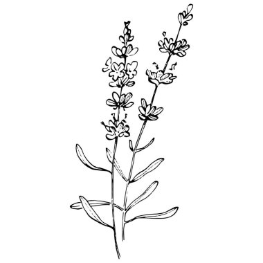 Lavanta çiçeği. Çiçekli botanik çiçeği. İzole illüstrasyon elementi. Arkaplan, doku, ambalaj deseni, çerçeve veya kenar çizimi için vektör el.