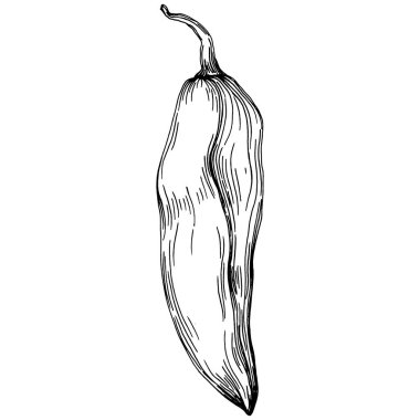 Biber sebzeleri taslak vektör çizimi. İşlemeli stil. Tarım piyasasında ürün. Tasarım menüsü, etiket, rozet, pankart ve tanıtım için en iyi yer. 