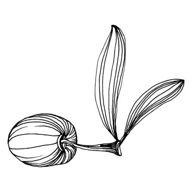Zeytin eskiz elemanı. Zeytin dalları izole edilmiş. Arkaplan, doku, ambalaj deseni, çerçeve veya kenar çizimi için vektör el.