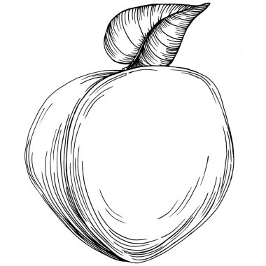 Şeftali eskiz vektörü izole edildi. El çizimi illüstrasyon meyvesi. Yaz yemekleri oymalı eski moda. Detaylı vejetaryen eskizi. Tasarım logonuz için harika, amblem, etiket, poster, baskı, menü