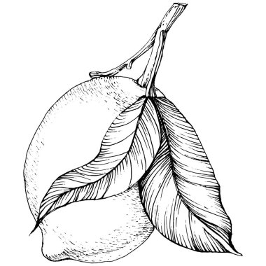 Lemon beyaz arka planda izole edilmiş. Organik yağ oymalı taslak. Güzellik ve kaplıca, kozmetik malzeme. Etiket, poster, broşür, ambalaj için harika