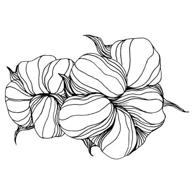 Pamuk çiçeği. Çiçekli botanik çiçeği. İzole illüstrasyon elementi. Arkaplan, doku, ambalaj deseni, çerçeve ya da kenar için yaban çiçeği çizen vektör el. Yumuşak, yumuşak pamuklu.