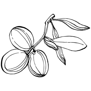 Zeytin ana hatları, beyaz arka planda izole edilmiş zeytin dalları, yapraklar, zeytinler, vektör siyah ve beyaz