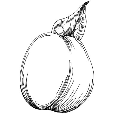 Şeftali eskiz vektörü izole edildi. El çizimi illüstrasyon meyvesi. Yaz yemekleri oymalı eski moda. Detaylı vejetaryen eskizi. Tasarım logonuz için harika, amblem, etiket, poster, baskı, menü