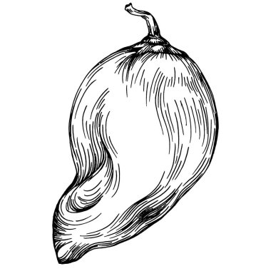 Biber sebzeleri taslak vektör çizimi. İşlemeli stil. Tarım piyasasında ürün. Tasarım menüsü, etiket, rozet, pankart ve tanıtım için en iyi yer. 