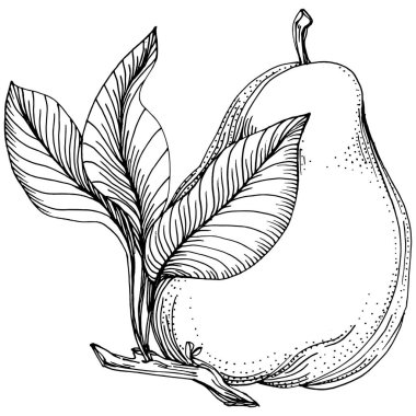 El çizimiyle çizilmiş armut eşkali. Beyaz arkaplanda meyve vektörü.