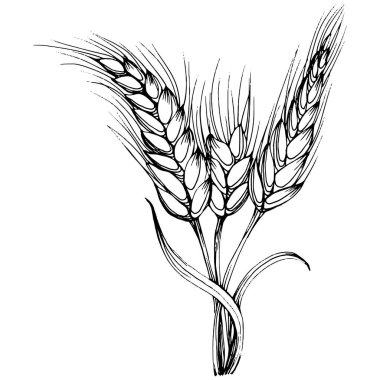 Buğday kulaklı el çizimleri. Korunma ve güvenliğin eski bir sembolü. Kütük için antik vintage oyma çizimi