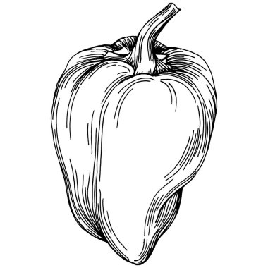 Biber sebzeleri taslak vektör çizimi. İşlemeli stil. Tarım piyasasında ürün. Tasarım menüsü, etiket, rozet, pankart ve tanıtım için en iyi yer. 