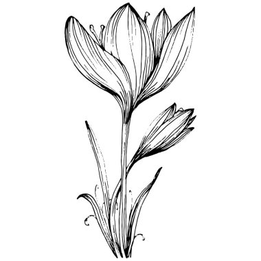 Crocus veya safran çiçeği. Çiçekli botanik çiçeği. İzole illüstrasyon elementi. Arkaplan, doku, ambalaj deseni, çerçeve veya kenar çizimi için vektör el.