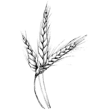 Buğday kulaklı el çizimleri. Korunma ve güvenliğin eski bir sembolü. Kütük için antik vintage oyma çizimi