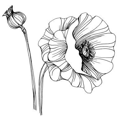 Manolya çiçeği. Çiçekli botanik çiçeği. İzole illüstrasyon elementi. Arkaplan, doku, ambalaj deseni, çerçeve veya kenar çizimi için vektör el.