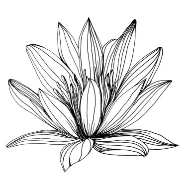 Nilüfer çiçeği. Çiçekli botanik çiçeği. İzole illüstrasyon elementi. Arkaplan, doku, ambalaj deseni, çerçeve veya kenar çizimi için vektör el.