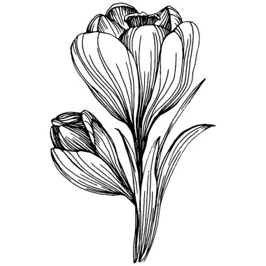 Crocus veya safran çiçeği. Çiçekli botanik çiçeği. İzole illüstrasyon elementi. Arkaplan, doku, ambalaj deseni, çerçeve veya kenar çizimi için vektör el.