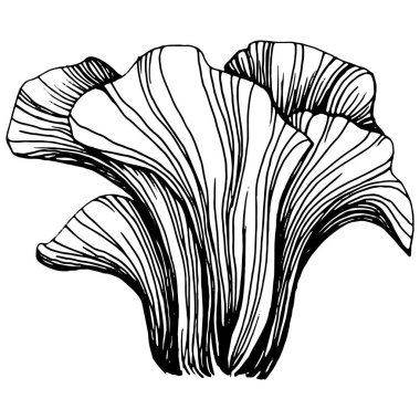 Logo için mantar çizimi. Mantar dövmesi sanat tarzında detaylı. Beyaz arka planda siyah beyaz klipsli sanat. Antika vintage gravür çizimi.