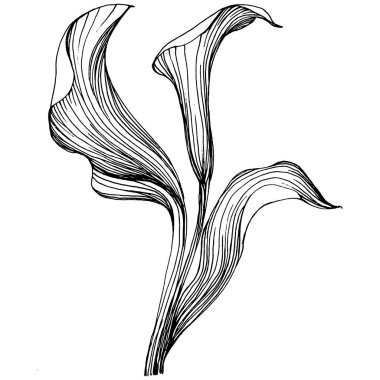 Elle çizilmiş tropik çiçek kallası. Lilium çiçek logosu ya da dövmesi sanat tarzında detaylı. Siyah beyaz klip sanatı izole edildi. Amblem için antika vintage gravür.