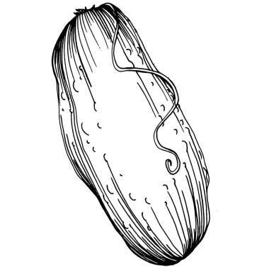 Salatalık sebzeleri taslak vektör çizimi. İşlemeli stil. Tarım piyasasında ürün. Tasarım menüsü, etiket, rozet, pankart ve tanıtım için en iyi yer. 