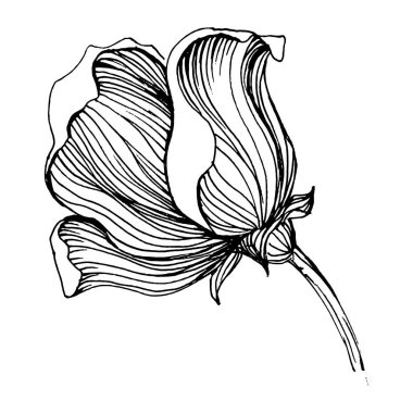 Gelincik çiçeği. Çiçekli botanik çiçeği. İzole illüstrasyon elementi. Arkaplan, doku, ambalaj deseni, çerçeve veya kenar çizimi için vektör el.