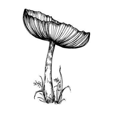 Logo için mantar çizimi. Mantar dövmesi sanat tarzında detaylı. Beyaz arka planda siyah beyaz klipsli sanat. Antika vintage gravür çizimi.
