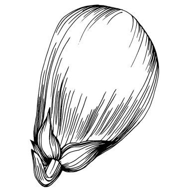 El yapımı patlıcan çizimi. Patlıcan sebze oymalı. Brinjal Sketch vejetaryen yemek çizimi. Gine kabağı tarım pazarı ürünü. Tasarım logosu, menü, etiket, simge için en iyisi.