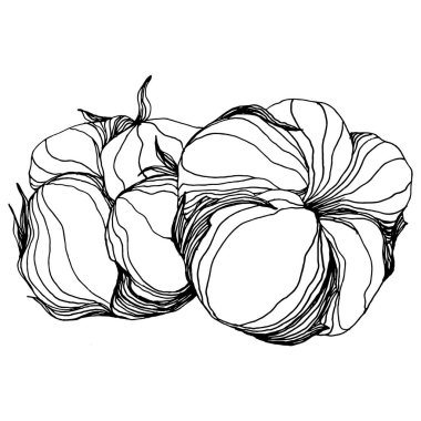 Pamuk çiçeği. Çiçekli botanik çiçeği. İzole illüstrasyon elementi. Arkaplan, doku, ambalaj deseni, çerçeve ya da kenar için yaban çiçeği çizen vektör el. Yumuşak, yumuşak pamuklu.