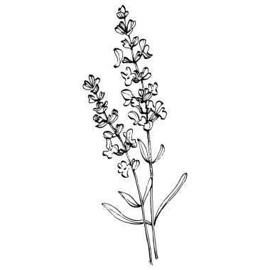 Lavanta çiçeği. Çiçekli botanik çiçeği. İzole illüstrasyon elementi. Arkaplan, doku, ambalaj deseni, çerçeve veya kenar çizimi için vektör el.