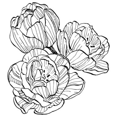 Lale çiçeği. Çiçekli botanik çiçeği. İzole illüstrasyon elementi. Arkaplan, doku, ambalaj deseni, çerçeve veya kenar çizimi için vektör el.