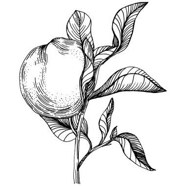 Mandarin Sketch Turunçgil Meyve Dekorasyonu. El yapımı Portakal Botanik Çizimleri. Beyaz arka planda izole edilmiş siyah beyaz çizgili sanat eserleri. 