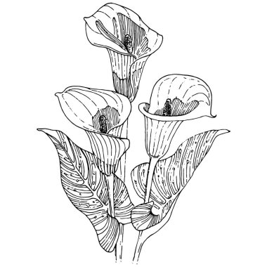 Elle çizilmiş tropik çiçek kallası. Lilium çiçek logosu ya da dövmesi sanat tarzında detaylı. Siyah beyaz klip sanatı izole edildi. Amblem için antika vintage gravür.