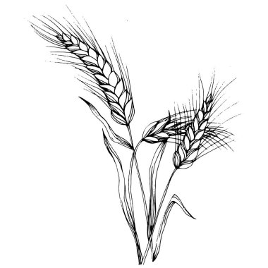 Buğday kulaklı el çizimleri. Korunma ve güvenliğin eski bir sembolü. Kütük için antik vintage oyma çizimi