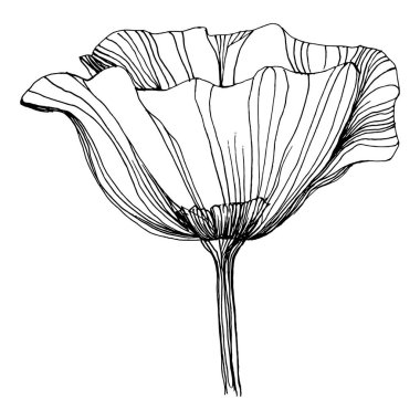 Manolya çiçeği. Çiçekli botanik çiçeği. İzole illüstrasyon elementi. Arkaplan, doku, ambalaj deseni, çerçeve veya kenar çizimi için vektör el.