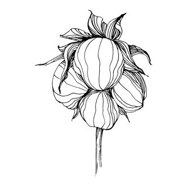 Pamuk çiçeği. Çiçekli botanik çiçeği. İzole illüstrasyon elementi. Arkaplan, doku, ambalaj deseni, çerçeve ya da kenar için yaban çiçeği çizen vektör el. Yumuşak, yumuşak pamuklu.