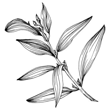 Zeytin eskiz elemanı. Zeytin dalları izole edilmiş. Arkaplan, doku, ambalaj deseni, çerçeve veya kenar çizimi için vektör el.