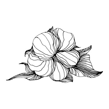 Pamuk çiçeği. Çiçekli botanik çiçeği. İzole illüstrasyon elementi. Arkaplan, doku, ambalaj deseni, çerçeve veya kenar çizimi için vektör el.