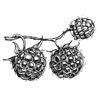 Ahududu izole vektör çizimi. Organik yağ oymalı taslak. Güzellik ve kaplıca, kozmetik malzeme. Etiket, poster, broşür, ambalaj için harika