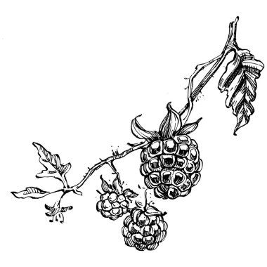 Ahududu izole vektör çizimi. Organik yağ oymalı taslak. Güzellik ve kaplıca, kozmetik malzeme. Etiket, poster, broşür, ambalaj için harika