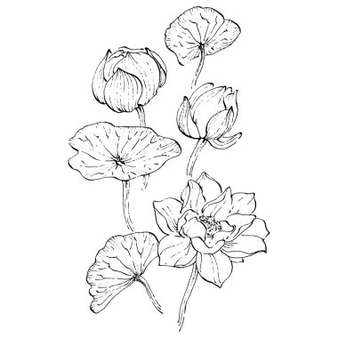 Nilüfer çiçeği. Çiçekli botanik çiçeği. İzole illüstrasyon elementi. Arkaplan, doku, ambalaj deseni, çerçeve veya kenar çizimi için vektör el.