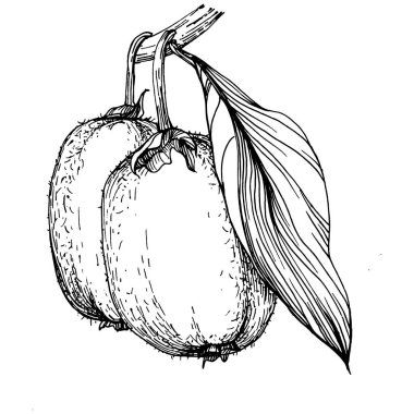 Kiwi Sketch narenciye meyve süslemesi. El Çizimi Kivi Botanik Çizimleri. Beyaz arka planda izole edilmiş siyah beyaz çizgili sanat eserleri. 