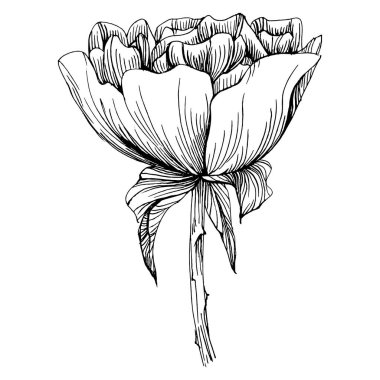 Şakayık çiçeği. Bitkisel şakayıklar. İzole illüstrasyon elementi. Arkaplan, doku, ambalaj deseni, çerçeve veya kenar çizimi için vektör el.