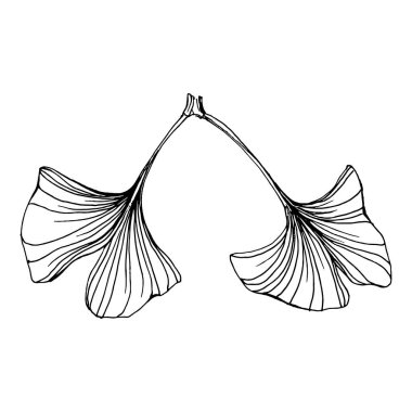 Ginkgo bitkisi elle çizilmiş. Çiçek dövmesi sanat tarzında detaylı. Beyaz arka planda siyah beyaz klipsli sanat. Logo için antika vintage oyma çizimi