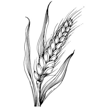 Buğday kulaklı el çizimleri. Korunma ve güvenliğin eski bir sembolü. Kütük için antik vintage oyma çizimi