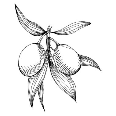 Zeytin eskiz elemanı. Zeytin dalları izole edilmiş. Arkaplan, doku, ambalaj deseni, çerçeve veya kenar çizimi için vektör el.